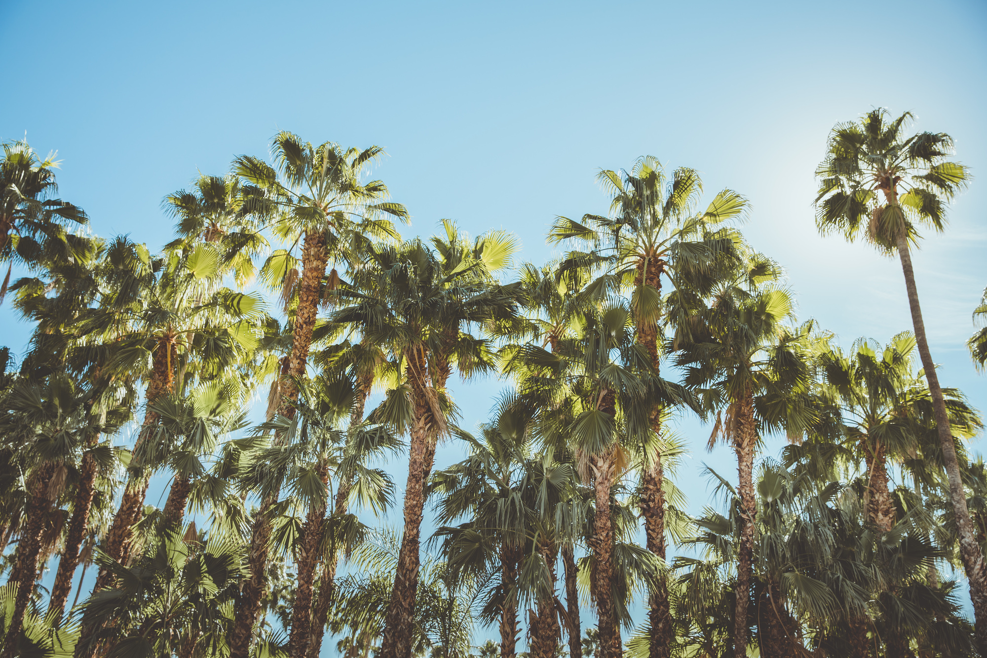 Palm tree